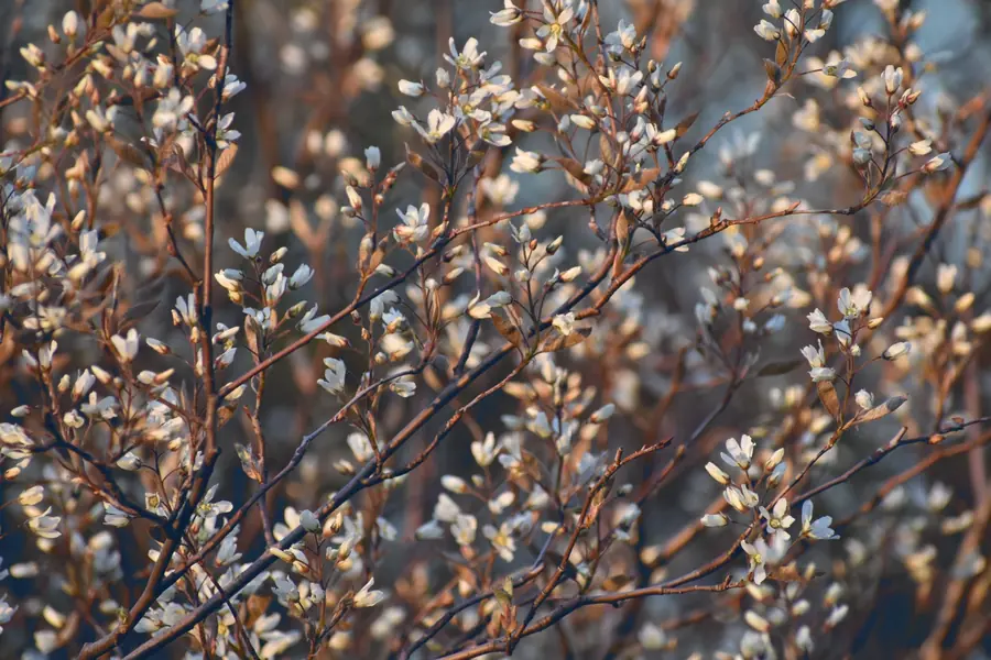 Amelanchier branches in bud, a slender multi-stem tree suited to a narrow garden