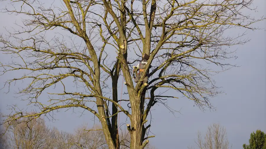 Arborist climbing a tall bare tree in winter to inspect its crown, part of a tree survey before garden design work in St Albans