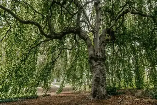 Large mature beech tree with sweeping branches in an established garden
