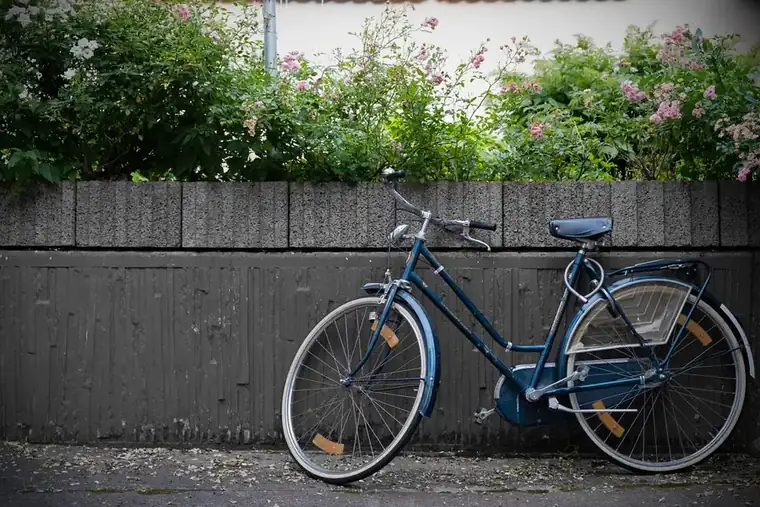 Blue bicycle leaning against a dark-stained timber fence with flowering shrubs growing above it