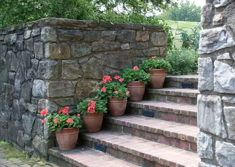 Short flight of red brick steps beside a rough stone wall, each step holding a terracotta pot of red geraniums