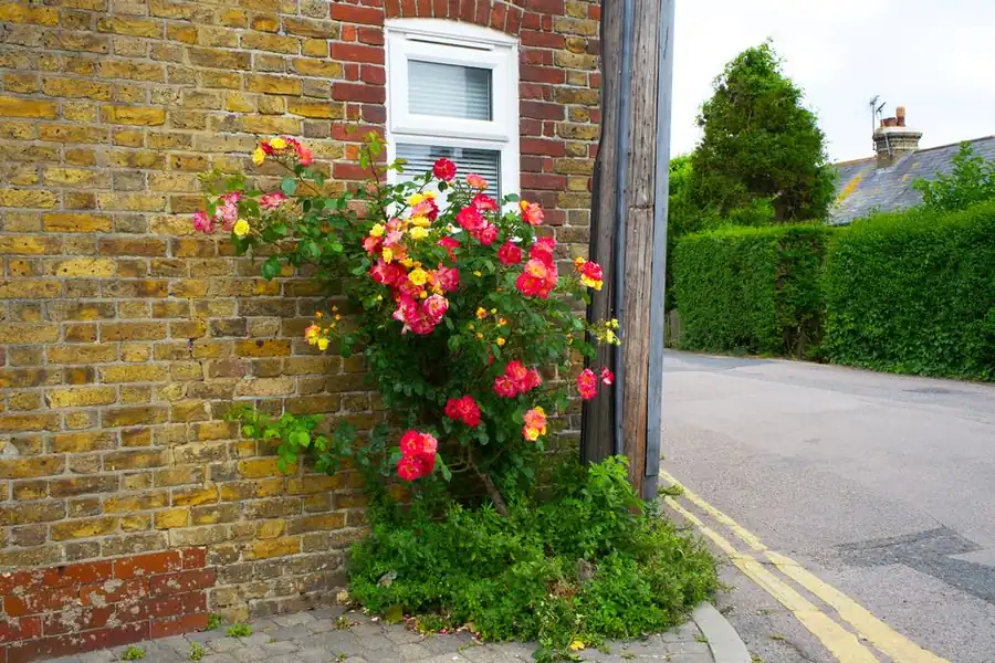 Climbing roses in flower against an old yellow stock brick wall in a period St Albans garden