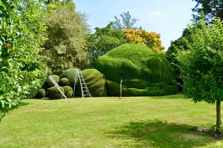 Large clipped hedges with ladders propped against them, the sort of feature that quietly eats weekends