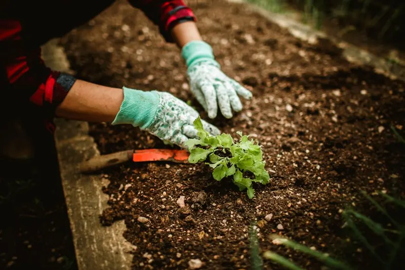 Gardener planting into a well-prepared garden border, gloved hands working the soil