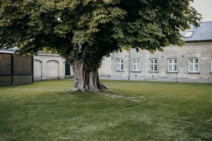 Mature broadleaf tree standing on a lawn enclosed by old brick buildings, typical of trees protected in a St Albans conservation area
