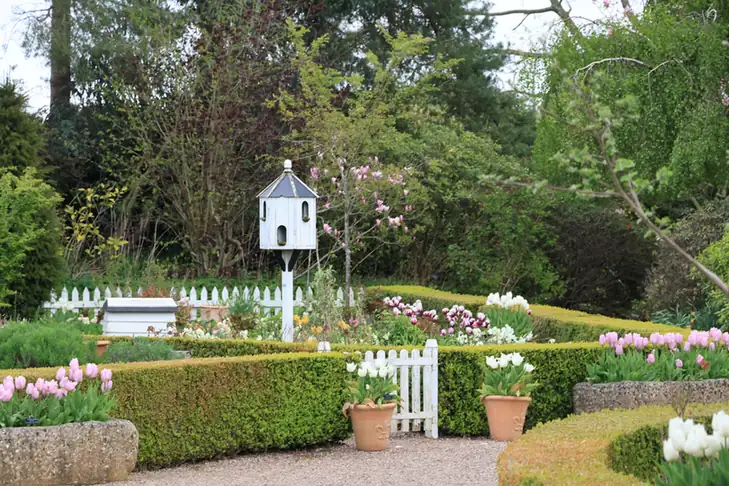 Cottage garden with white dovecote, clipped hedges and spring tulip planting