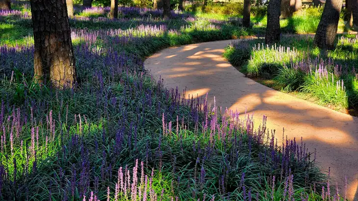 Curving path through deep purple salvia borders in a designed garden