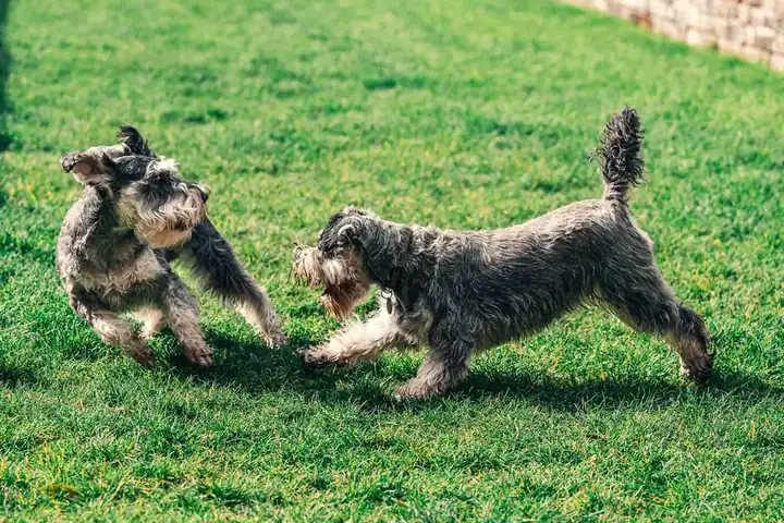 Two schnauzer dogs playing on a green lawn in a family garden