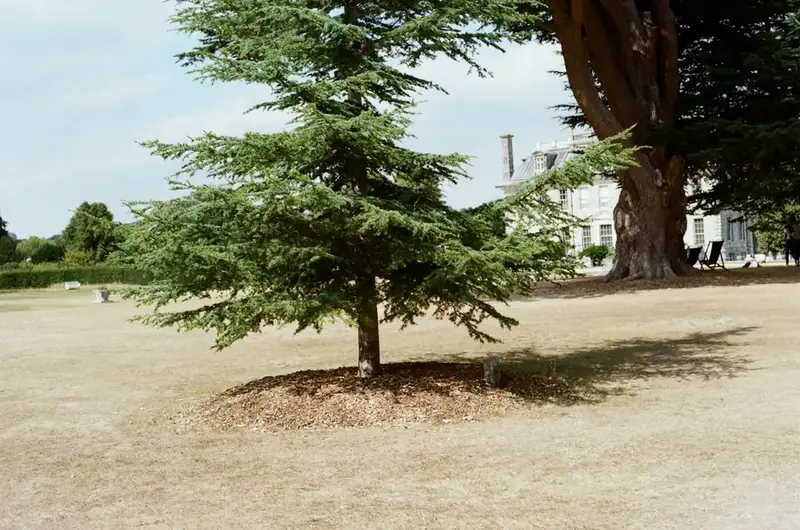 Tree casting a shadow over a sun-bleached, dormant lawn during a dry English summer