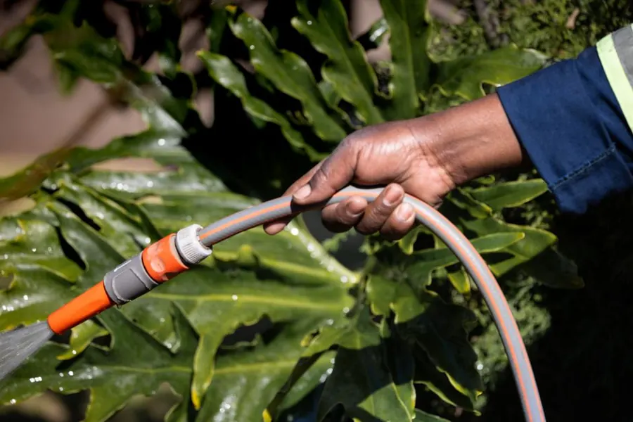 Watering a leafy garden border with a hose in summer
