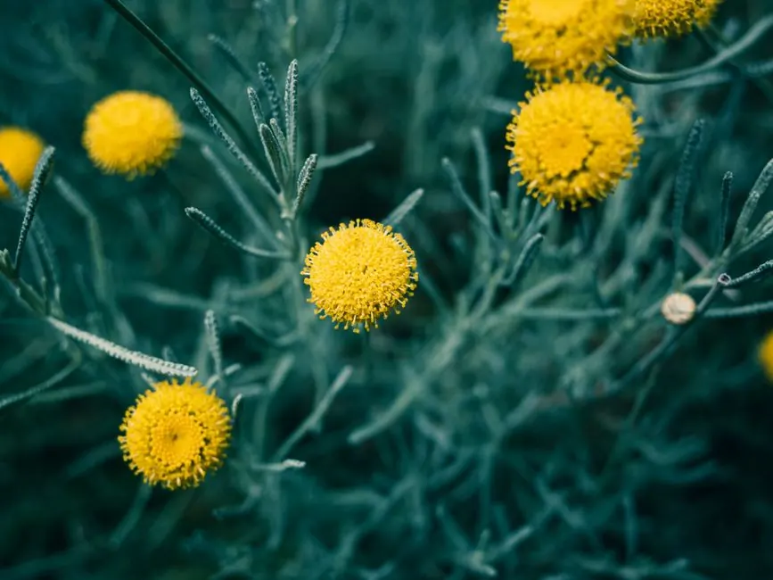 Yellow santolina flowers and silver foliage in drought-tolerant garden planting
