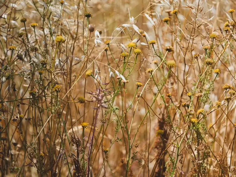 Sun-bleached dry grass and seedheads at the end of a rainless Hertfordshire summer