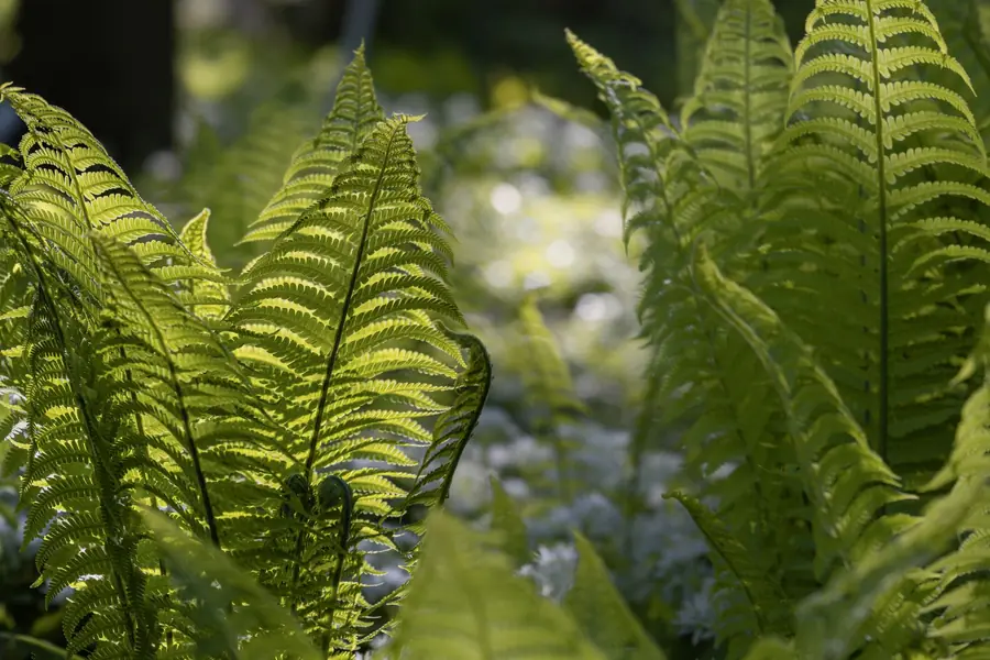 Ferns catching low dappled sunlight in a shaded border beneath trees, suited to dry shade planting in St Albans