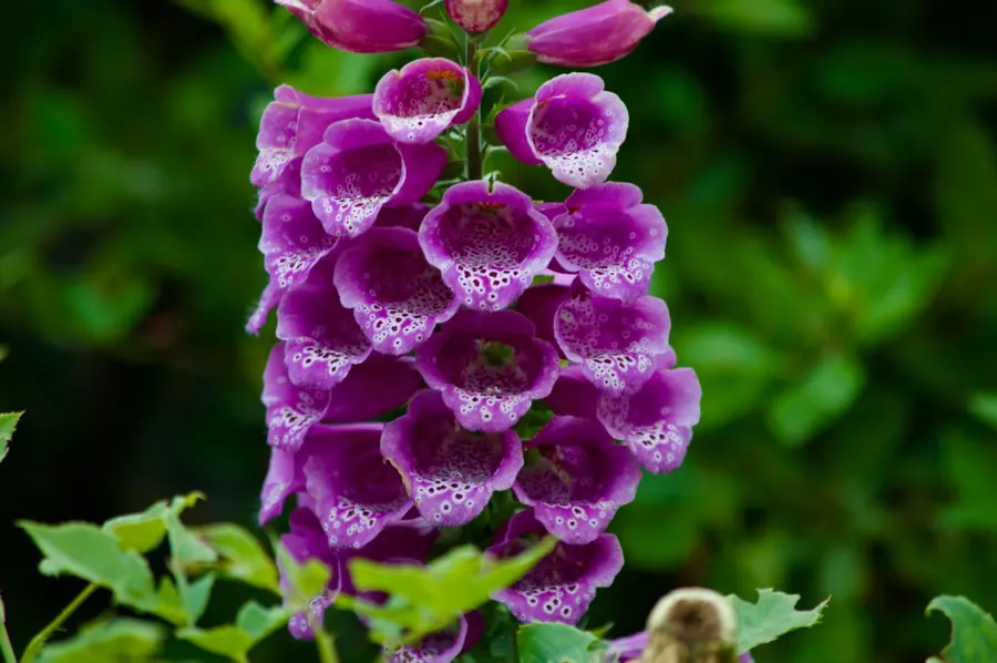 Tall spire of purple foxglove flowers in a garden border