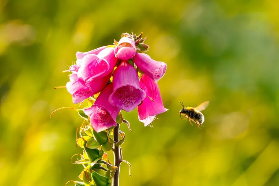 Bumblebee flying towards pink foxglove flowers in an English garden border