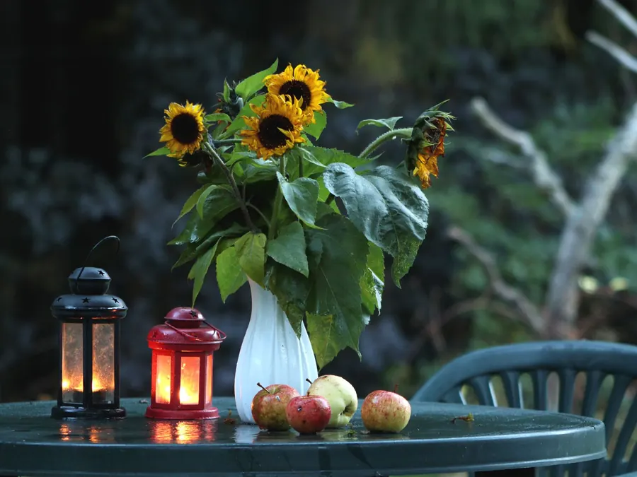 Candle lanterns, sunflowers and apples on a garden table at dusk in autumn, the evening use a Hertfordshire garden lighting budget is really paying for