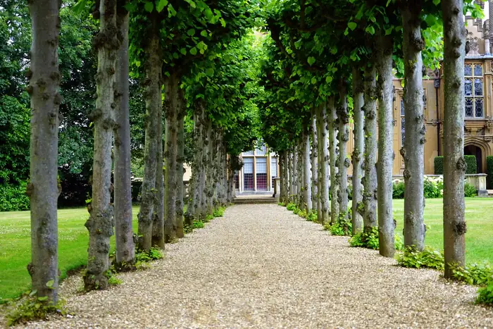 Bound gravel path running between rows of trees towards a period building, a surface that can be laid without excavating tree roots