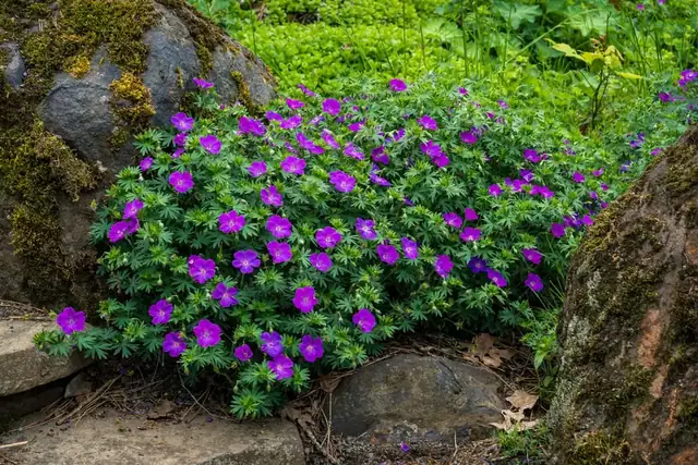 Hardy geranium spreading as ground cover among rocks, smothering the soil so weeds cannot get started