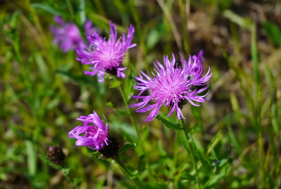 Purple knapweed flowering among meadow grasses, a typical chalk grassland wildflower