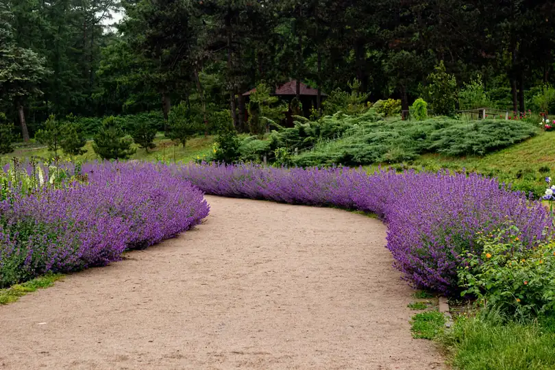 Lavender-lined path leading to a front door through a planted front garden