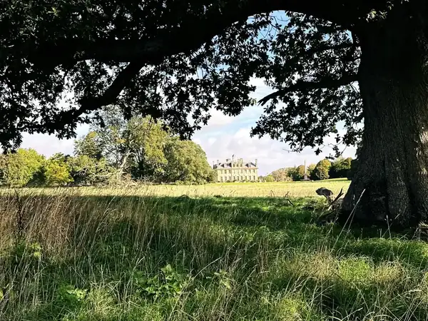 Long grass growing in the shade beneath a mature oak canopy in the Hertfordshire countryside