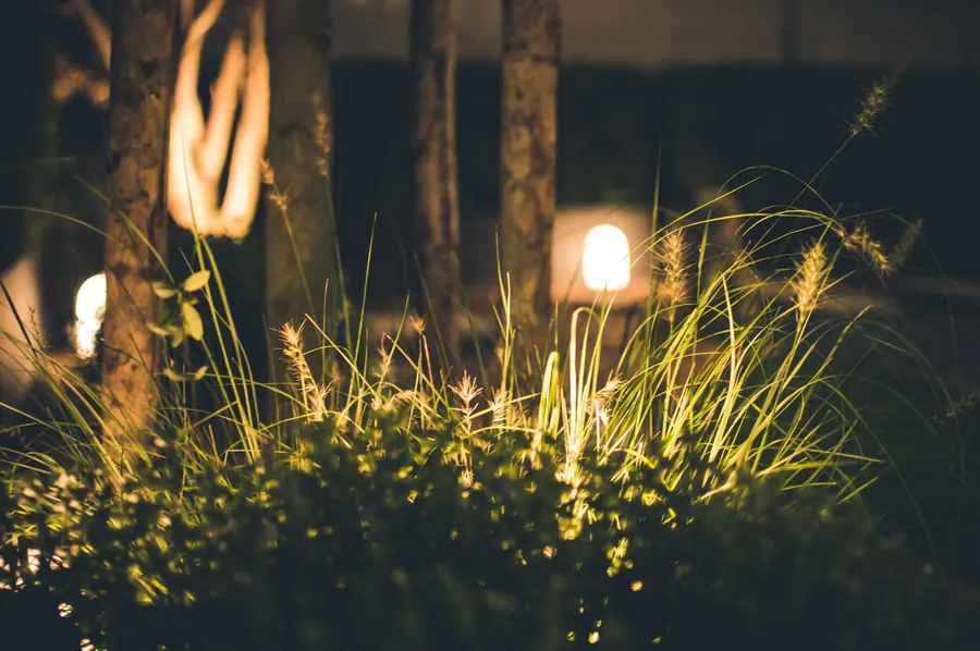 Ornamental grasses glowing under low-voltage spike lights in a garden border at night, a flexible 12V lighting option for St Albans gardens