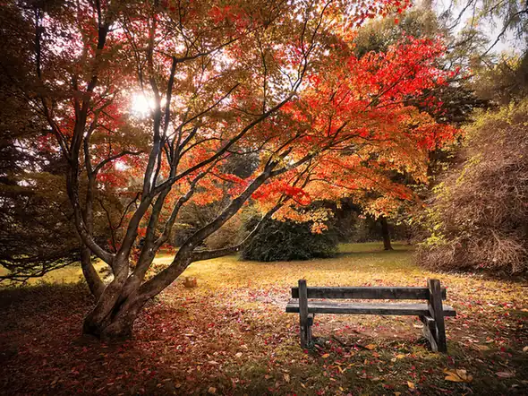 Mature acer in full autumn colour spreading over a garden bench