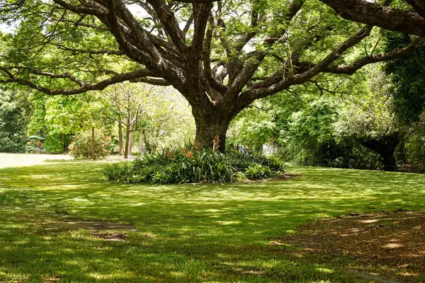 Broad oak tree with a wide spreading canopy over a lawn, its root protection area extending well beyond the trunk