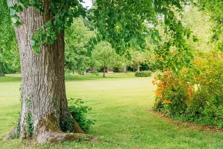 Thick trunk of a mature deciduous tree on a sunny lawn, with shrubs and parkland trees beyond