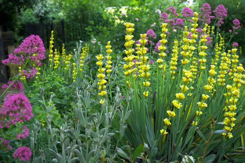 Mixed herbaceous border with valerian and yellow baptisia planted in deep drifts