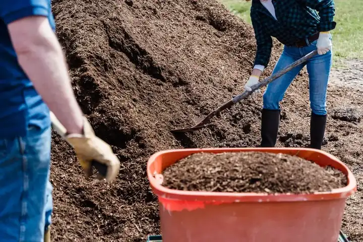 Two gardeners shovelling composted bark mulch from a large pile onto garden borders