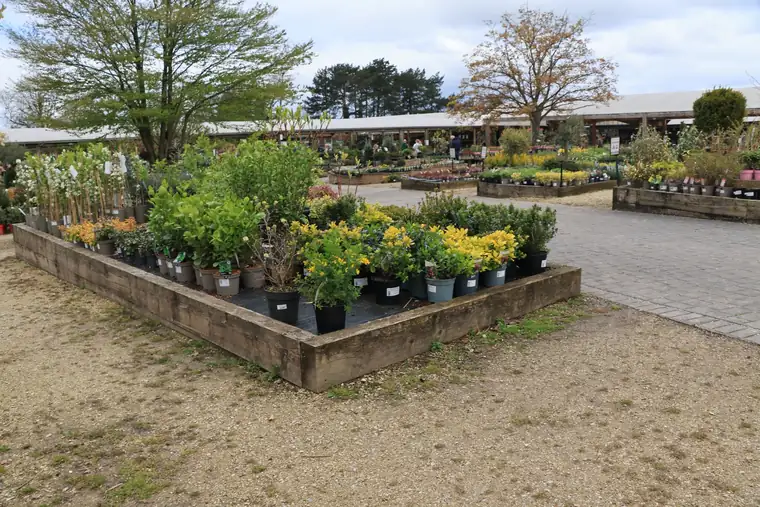 Rows of nursery-grown shrubs and trees in pots, the stock a planting budget for a St Albans garden buys