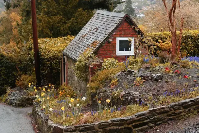 Sloping rockery bank planted with daffodils and grape hyacinths above a low stone retaining wall