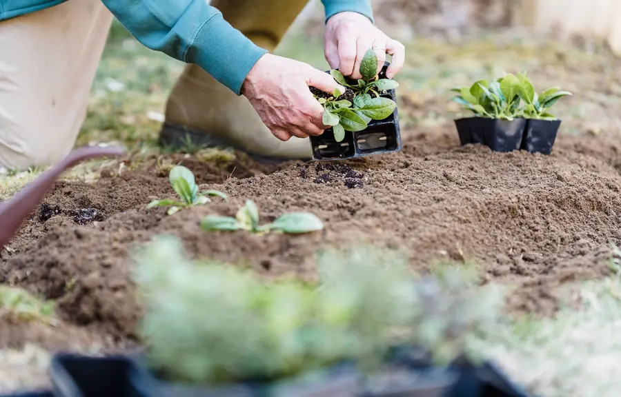 Kneeling gardener setting plants out of module trays into a freshly prepared border beside a lawn, the planting stage before handover on a St Albans garden build