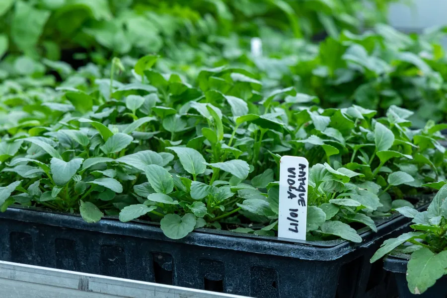 Hand-labelled nursery trays of viola seedlings, the kind of named and counted stock a planting schedule specifies for a Hertfordshire garden