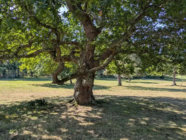 Broad spreading mature oak tree on mown grass, the sort of protected specimen that anchors many Harpenden gardens