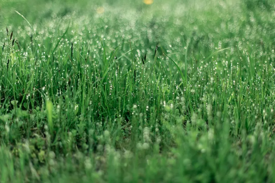 Rain-soaked lawn grass beaded with water, the wet ground found at the foot of many sloping St Albans gardens on clay