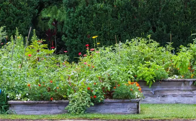 Timber raised beds filled with vegetables and flowers on a lawn in front of a dark hedge