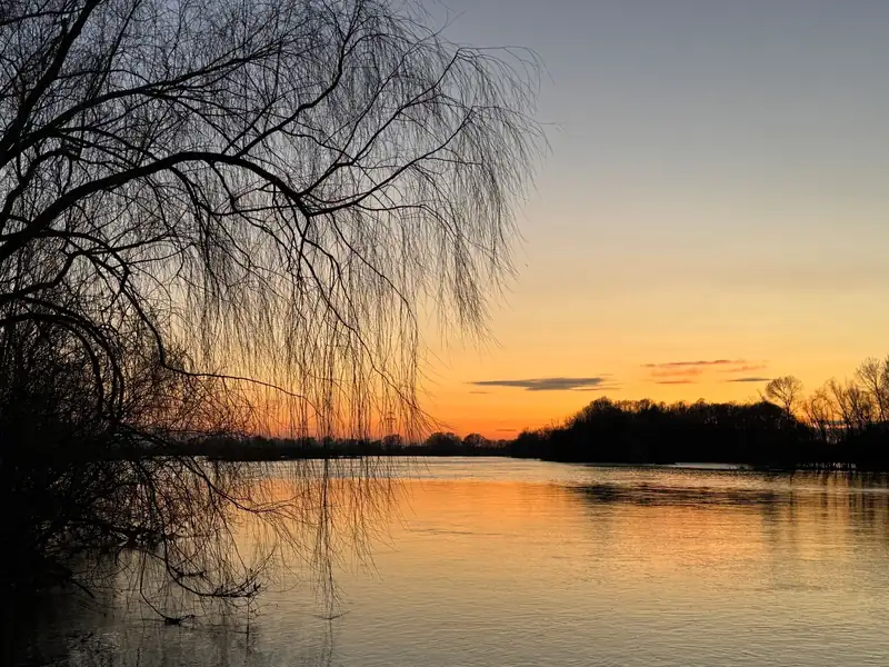 Willow branches over a calm river at dusk, the waterside habitat where bats forage along the River Ver in St Albans