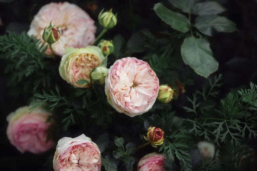 Pale climbing roses flowering against dark green foliage
