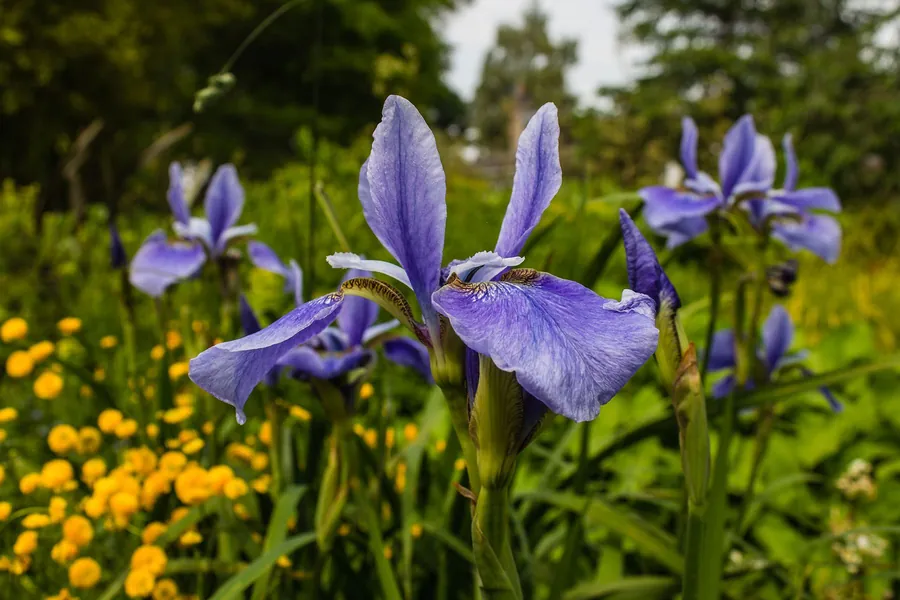 Purple Siberian-type irises flowering among lush foliage, a plant that copes with wet clay in winter and drier soil later in the year