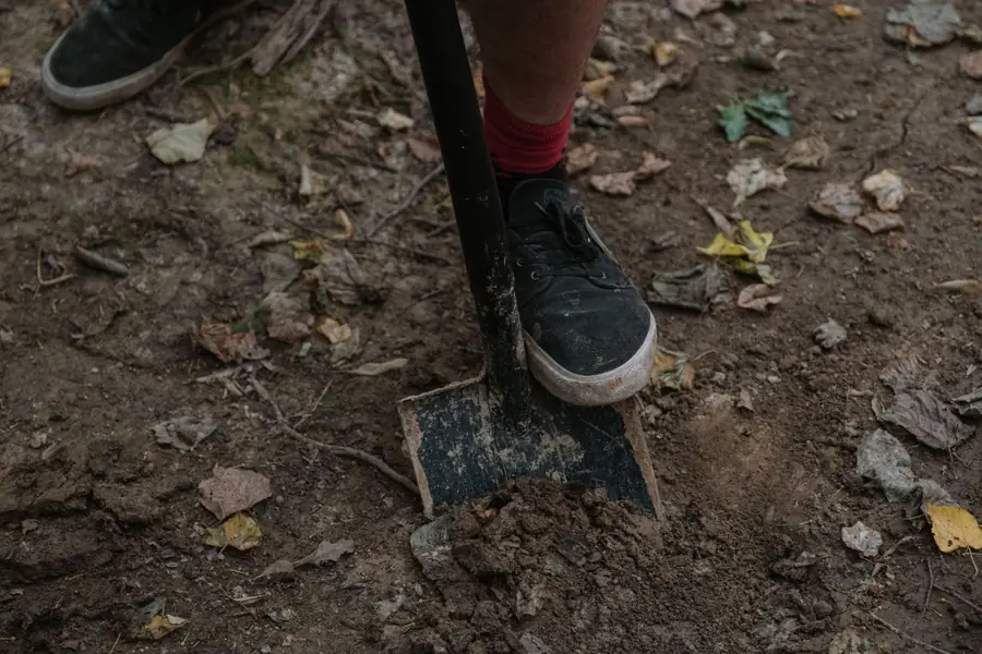 Person pushing a spade into bare brown soil scattered with fallen leaves
