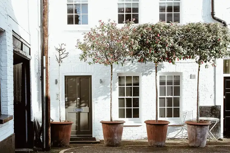 Row of standard trees in large terracotta pots outside a white-painted townhouse with sash windows