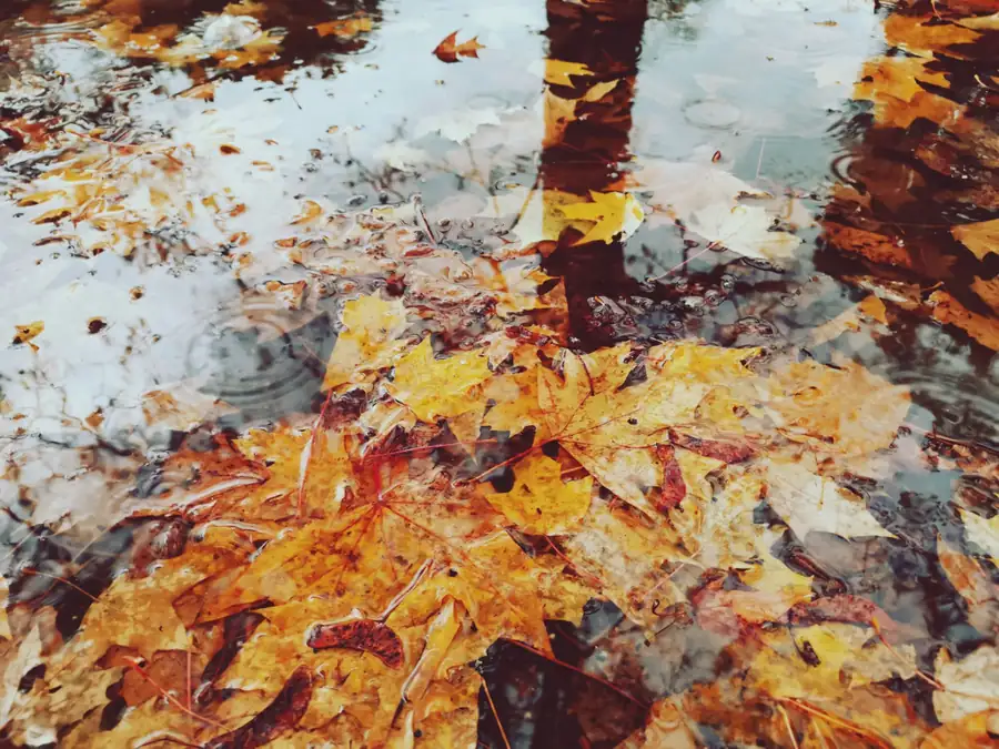 Fallen leaves floating in standing water on the ground in late autumn, the kind of surface pooling worth mapping in a St Albans garden survey