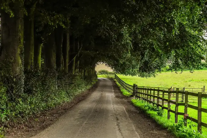 Narrow country lane under an arch of trees with a wooden post and rail fence beside open fields