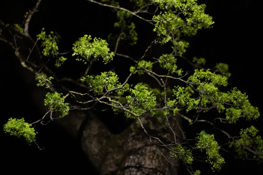 Tree branches lit from below against a black night sky, showing how uplighting a single tree gives a St Albans garden depth after dark