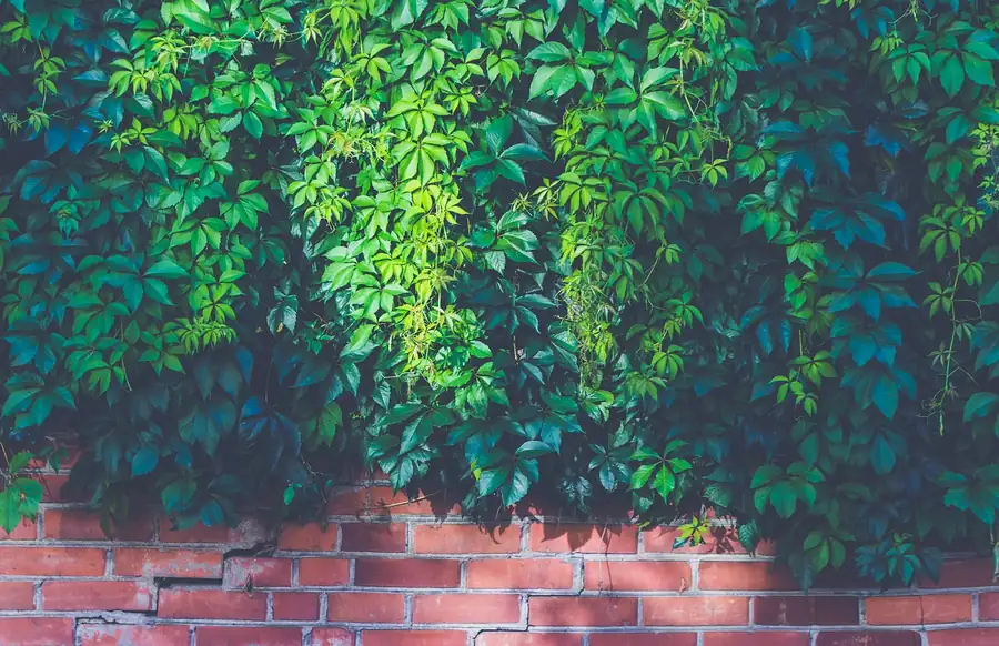 Virginia creeper hanging thickly over the top of an old red brick garden wall