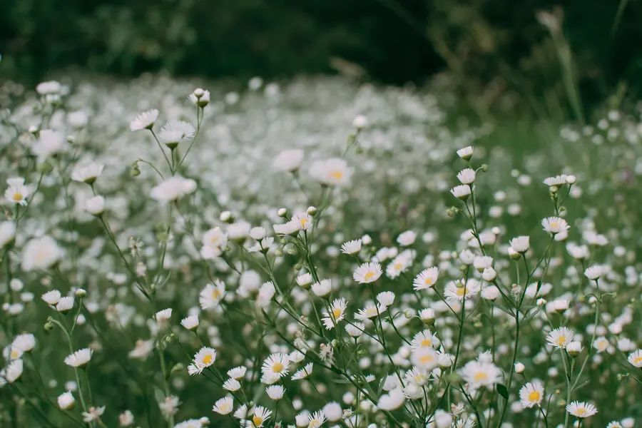 Wildflower lawn with ox-eye daisies in front of garden trees