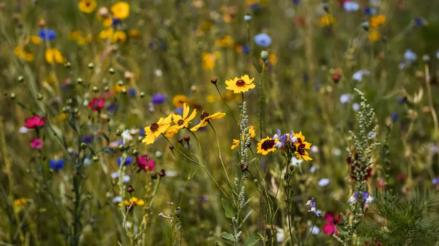 Wildflower meadow with poppies and cornflowers in high summer