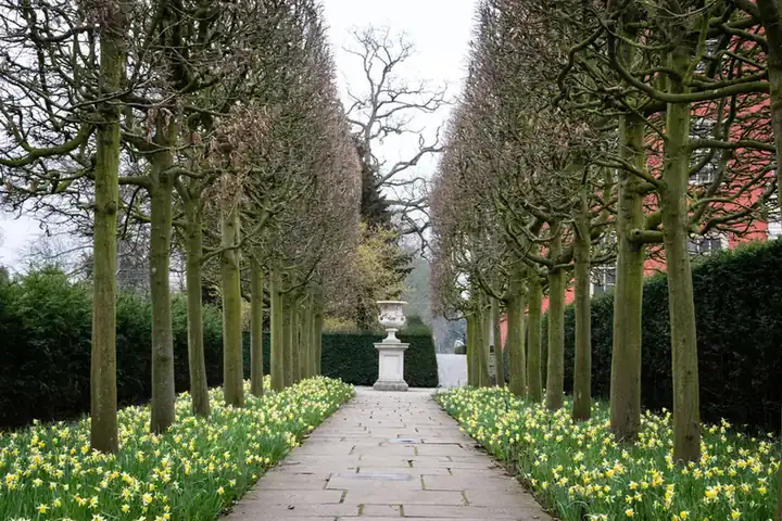 Pleached tree avenue underplanted with daffodils leading to a stone urn in a formal garden